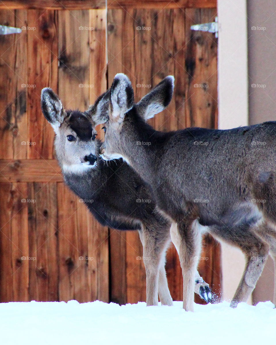 Two deer