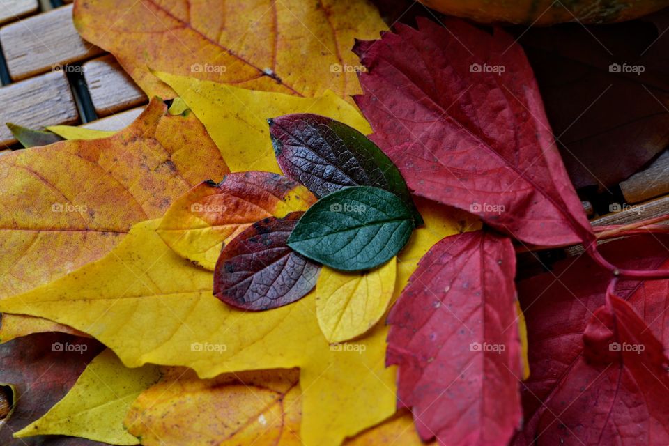 colorful autumn leaves texture wooden background