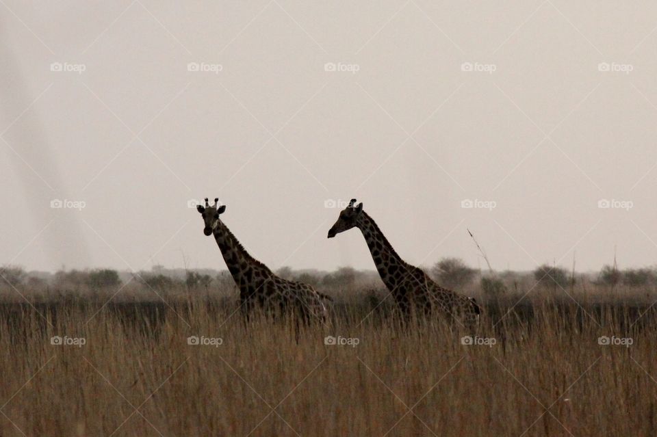 Giraffe silhouetted in tall grass