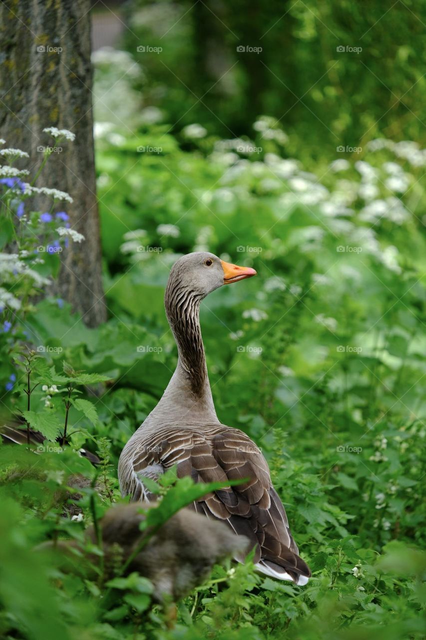 Low angle view of goose in green meadow in spring. 