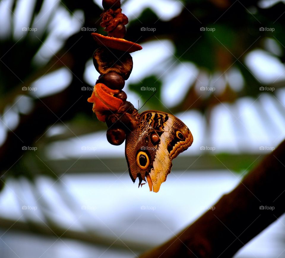 Butterfly eating