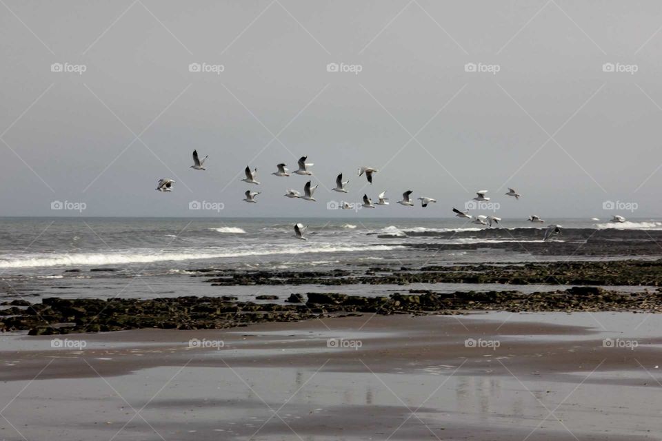 gaviotas