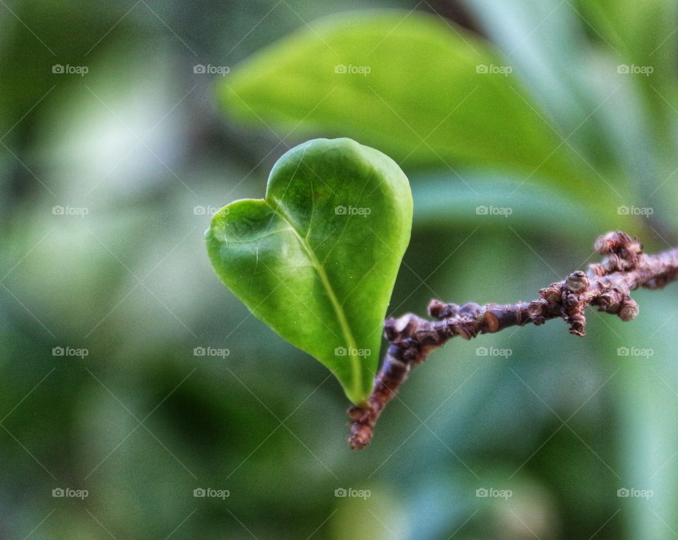 Heart shapes leaf