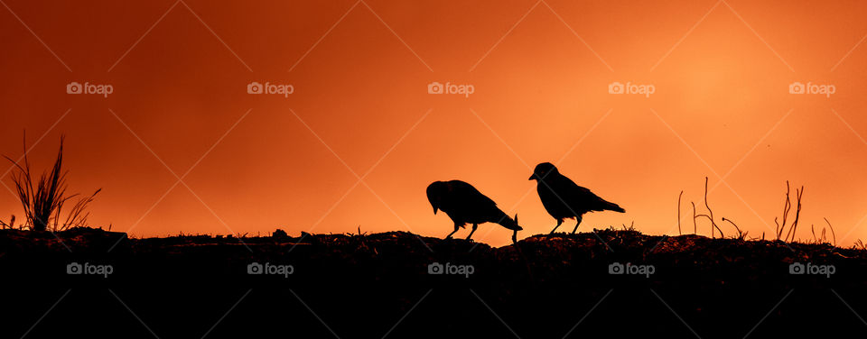 Sunset, Silhouette, Backlit, Bird, Evening