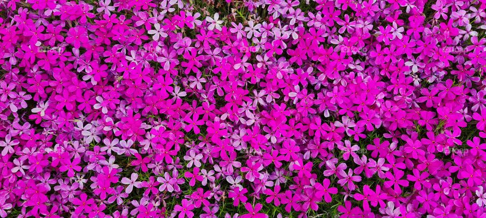 Many small purple flowers