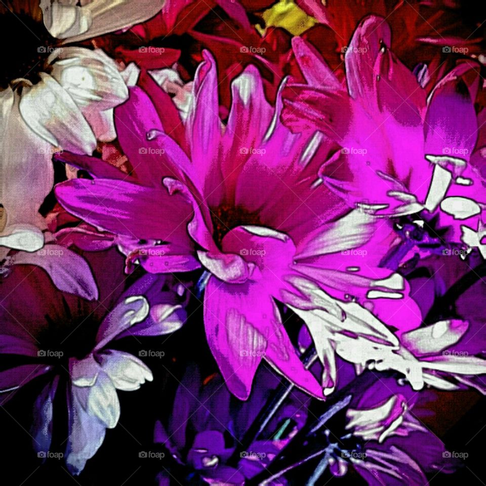 lighting effects dahlias