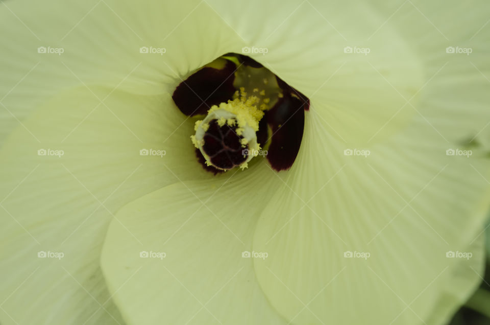 The Center Of An Okra Flower