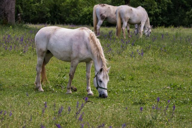 Lipizzaner horses
