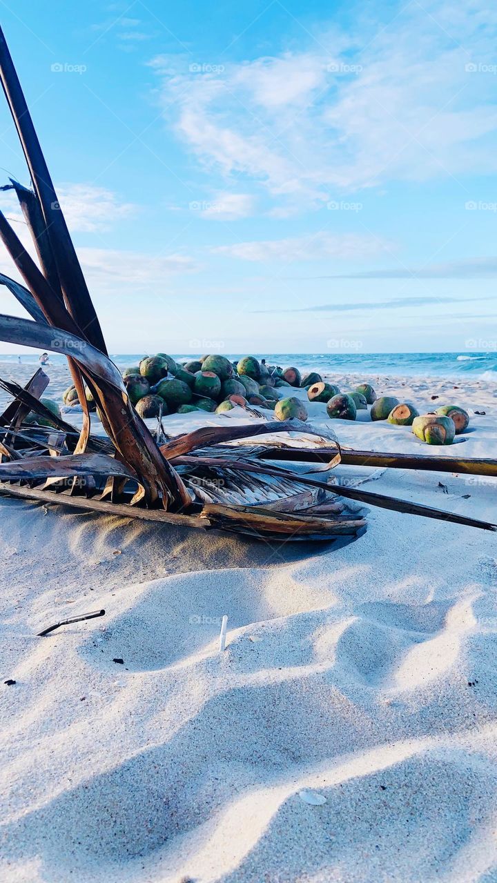 Empty Coconut in the beach 