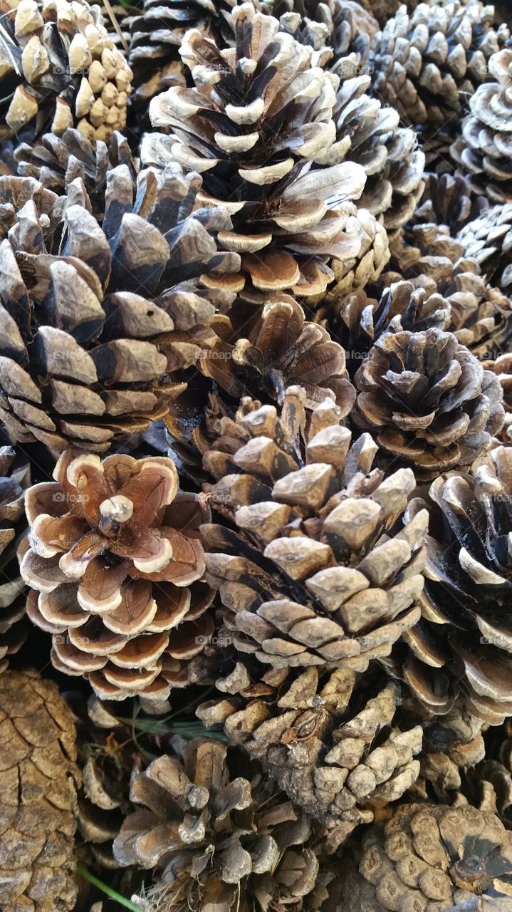 bleached ,pinecones, pinecone, autumn, autumnal, seasonal, English, October, November, September, bleach, bleaching, crafted, crafting, craft, crafts, natural, decorating, decorative, Dec's