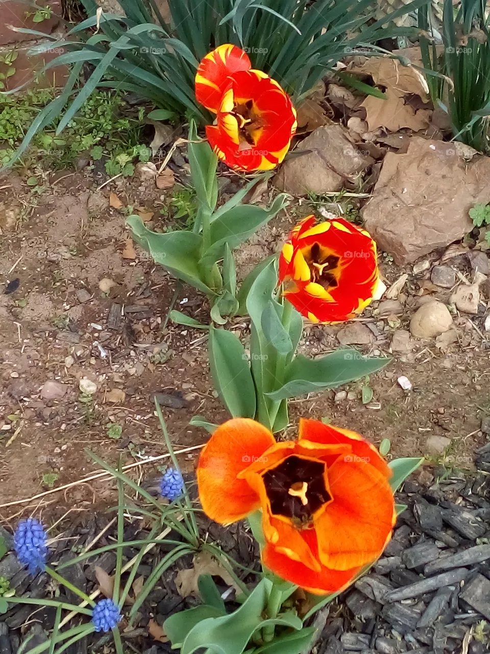 just a few of my first year bloom's, hope these brightens everyone's day just a bit.