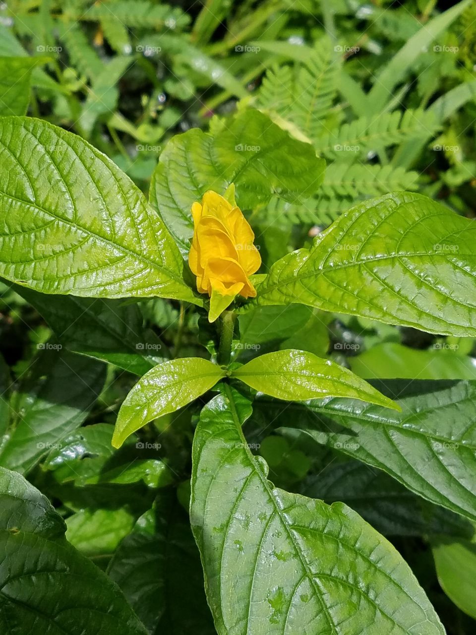 Exotic flowers