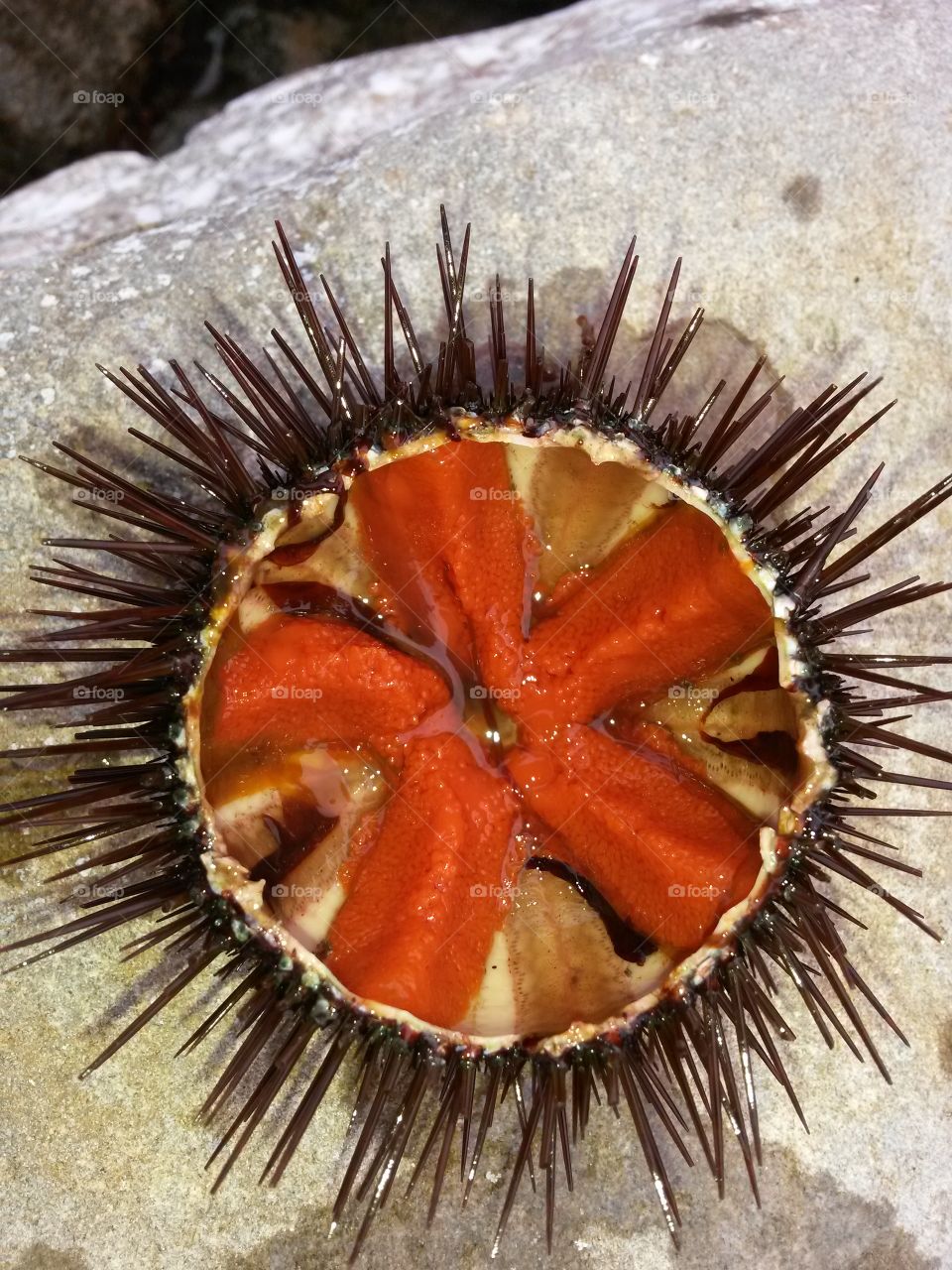 Orange eggs of sea urchin