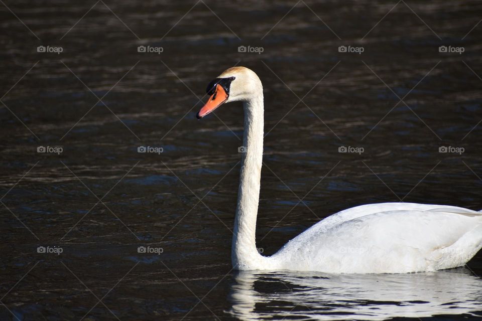 A swan floating on a perfect day