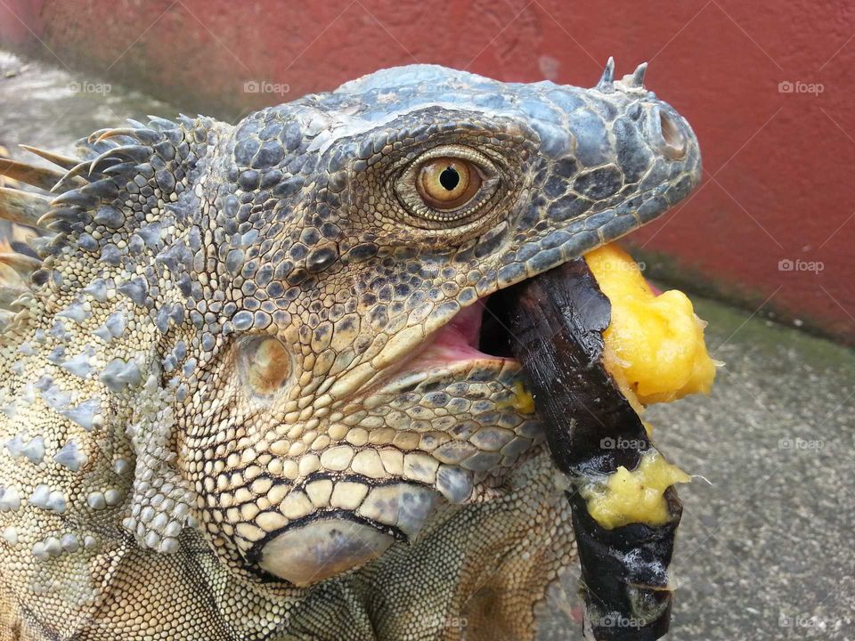 iguana eating banana