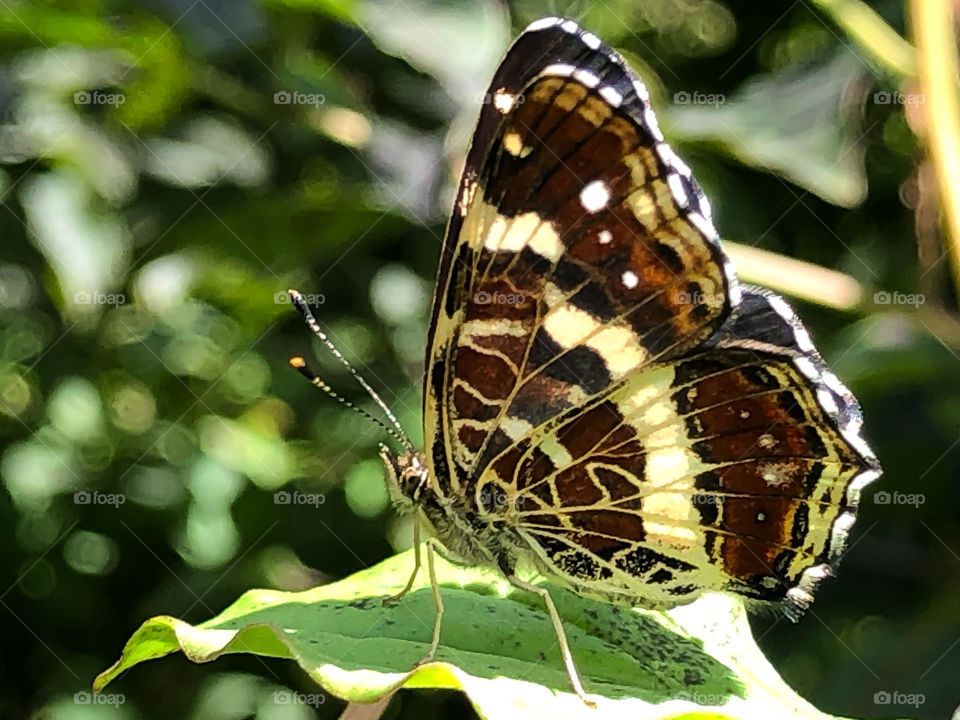 Map Butterfly 