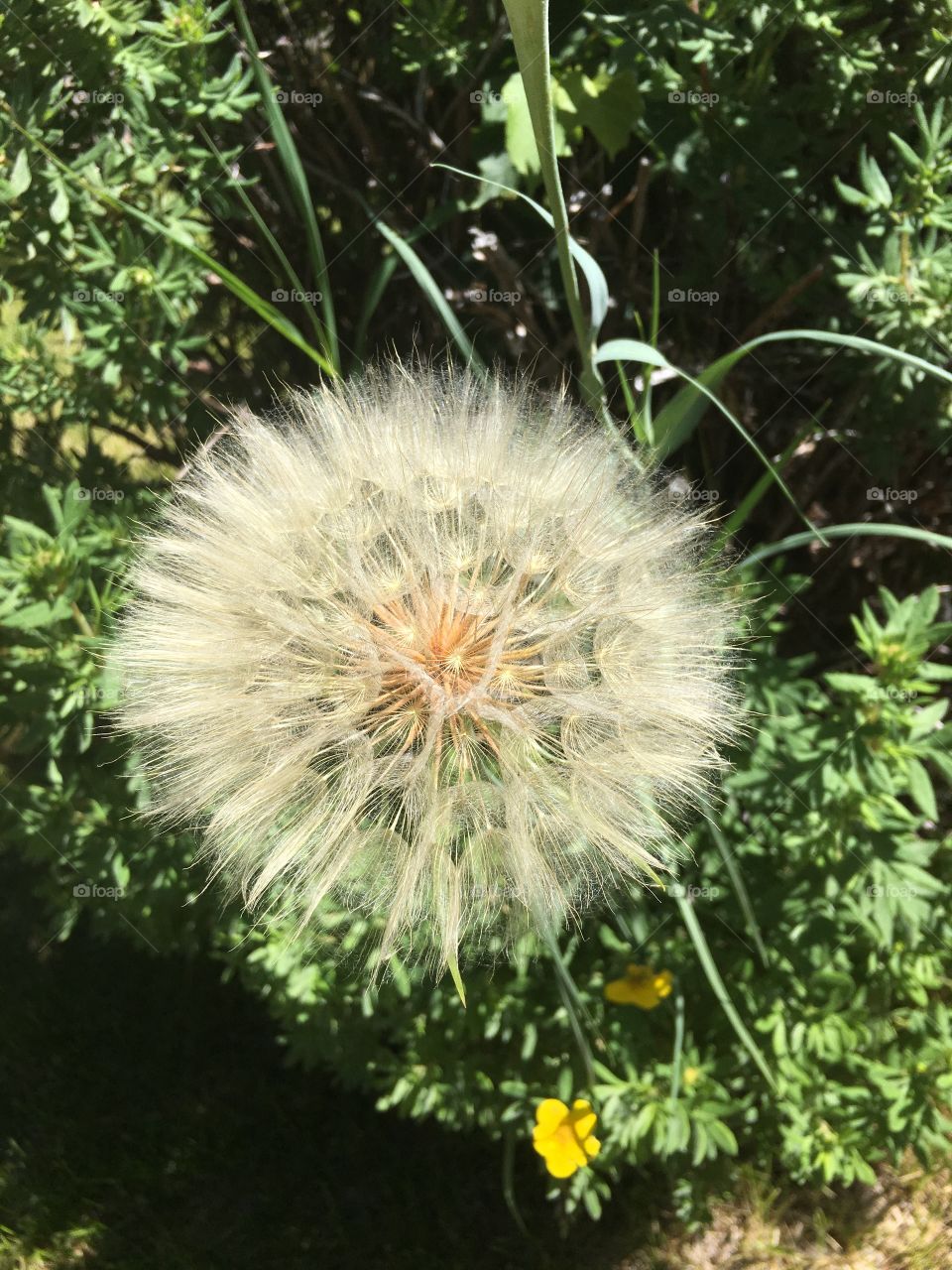 Giant dandelion