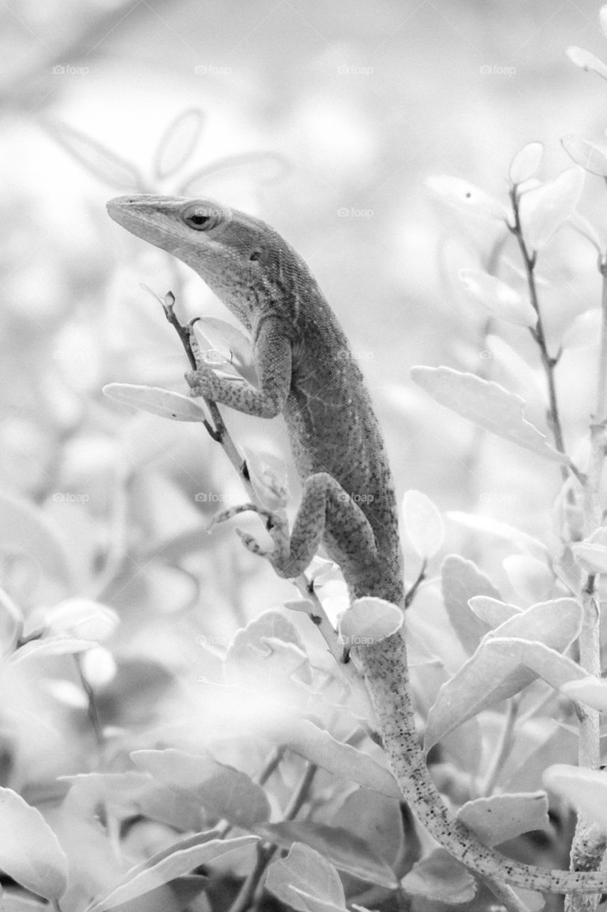 Black and white of a Carolina anime perched atop a bush at Historic Yates Mill County Park in Raleigh North Carolina. 