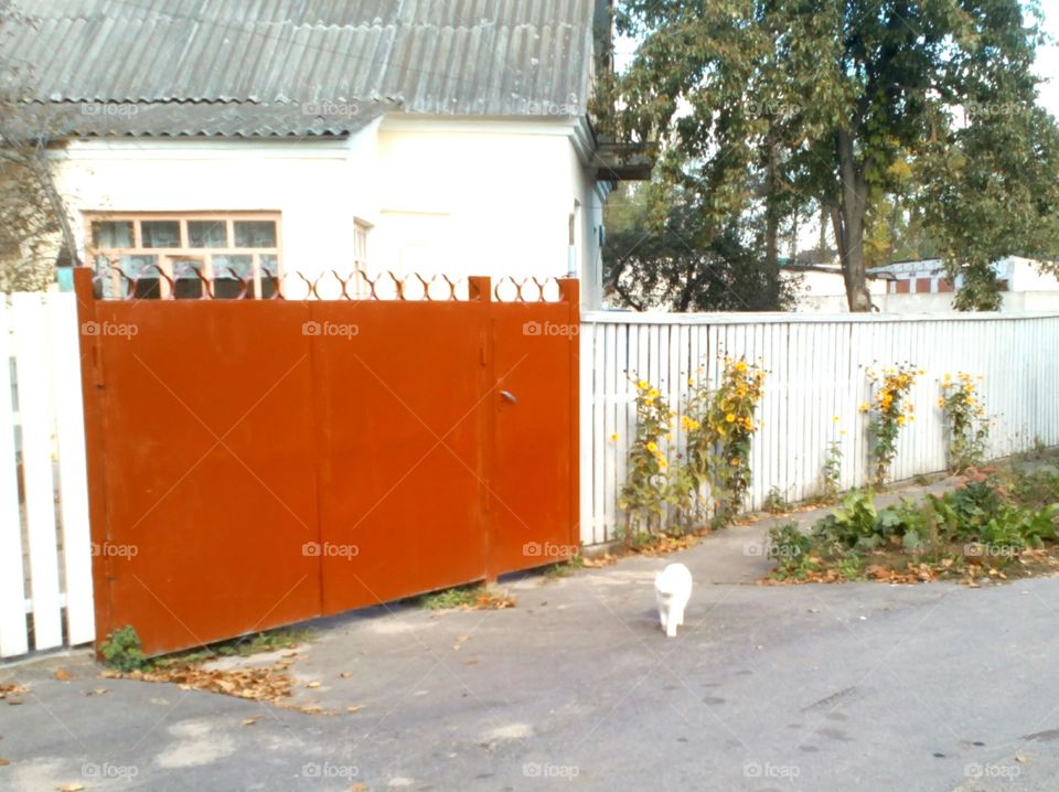 House, Door, Architecture, Building, Entrance