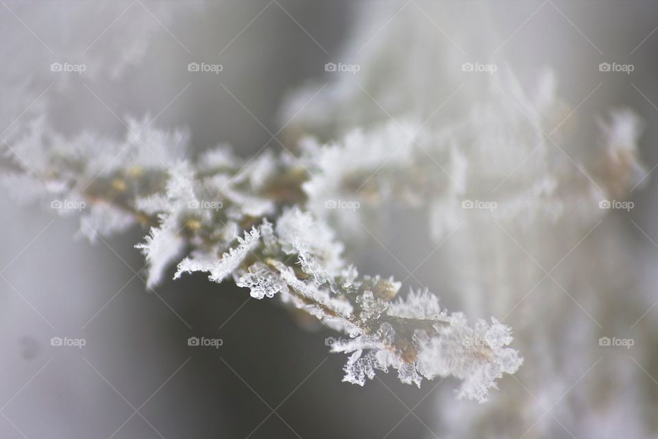 Frost, frozen , beautiful 