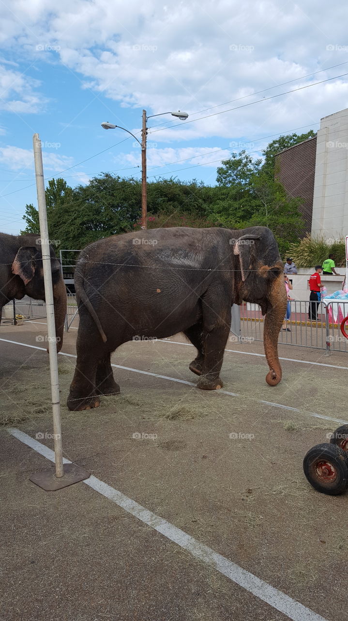 elephants before the circus 3