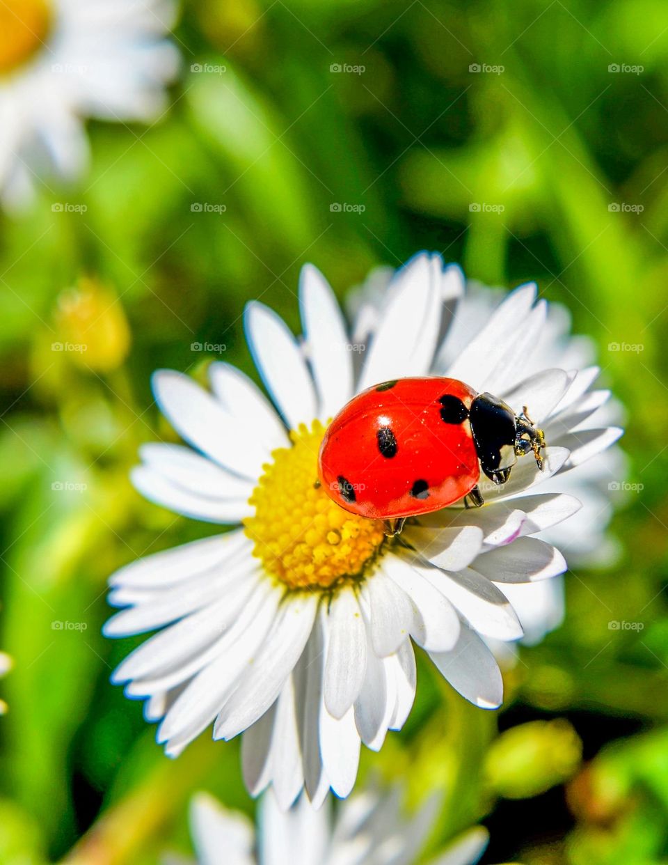 Ladybug