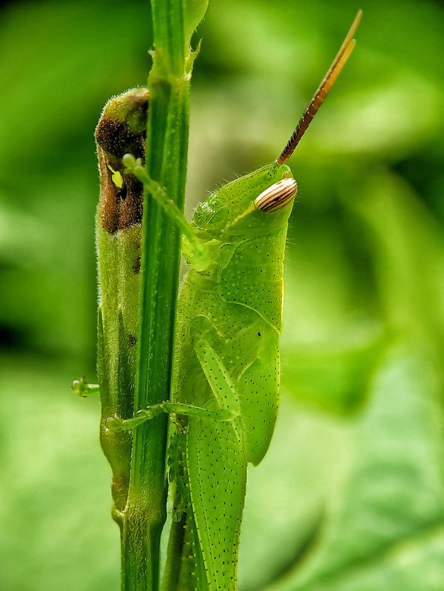 A green grasshopper is alighting on a plant stem. This grasshopper's color matches the color of the plant. Look at those beautiful eyes!