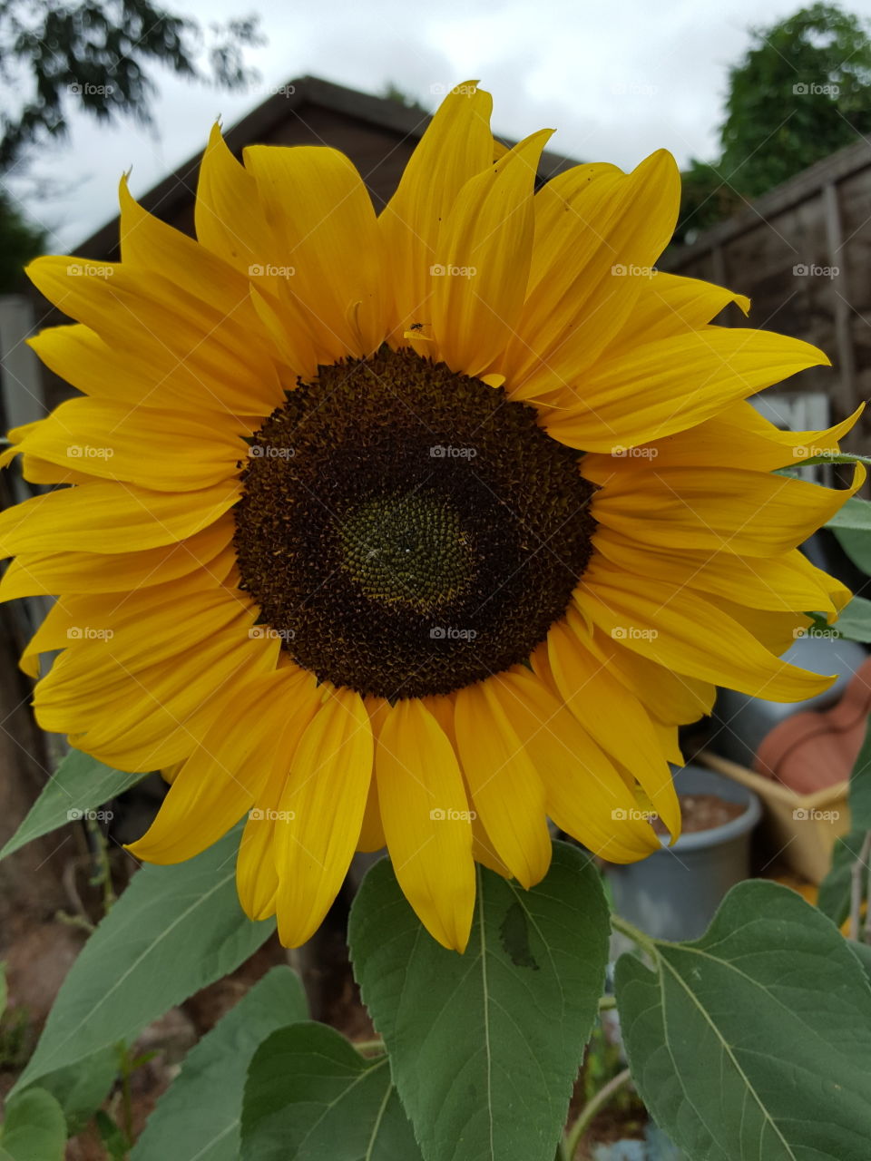 sun flower