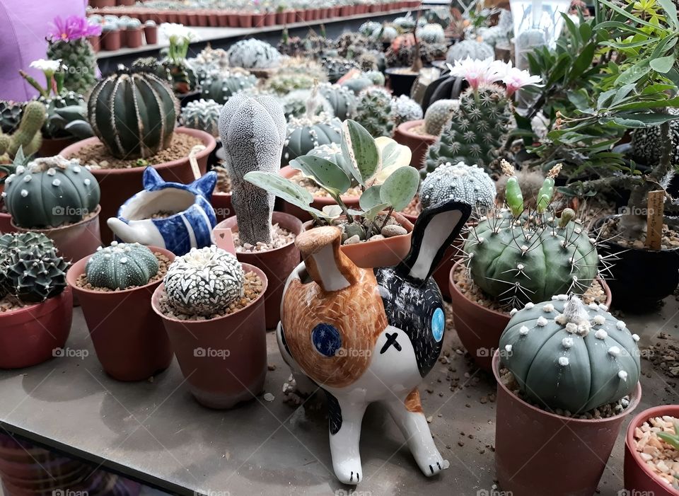 The flowers of the cactus bloom in the garden.