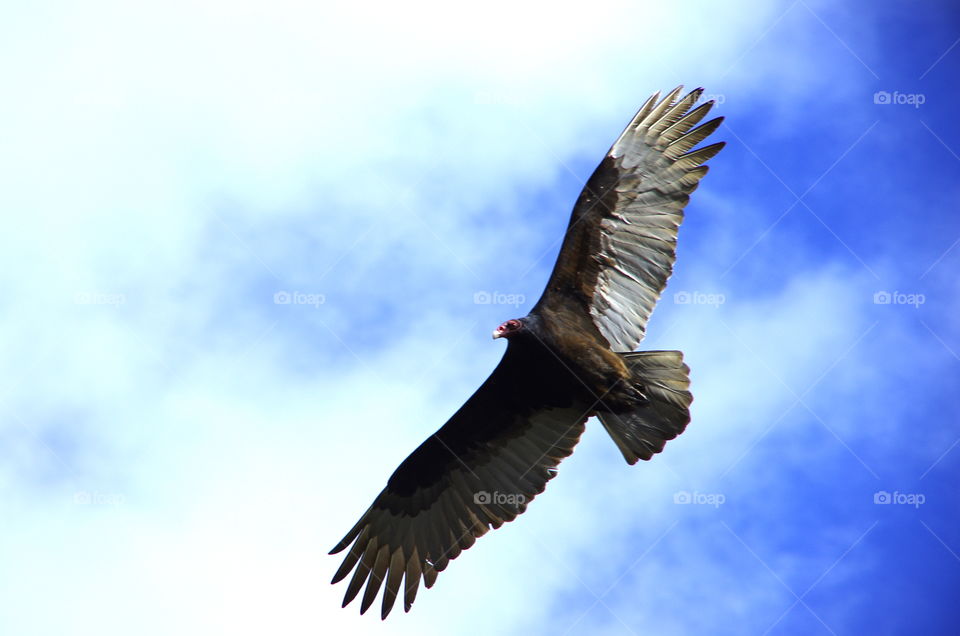 Exterior daylight.  Petaluma, CA, USA.  A turkey vulture soars in blue sky and light clouds.