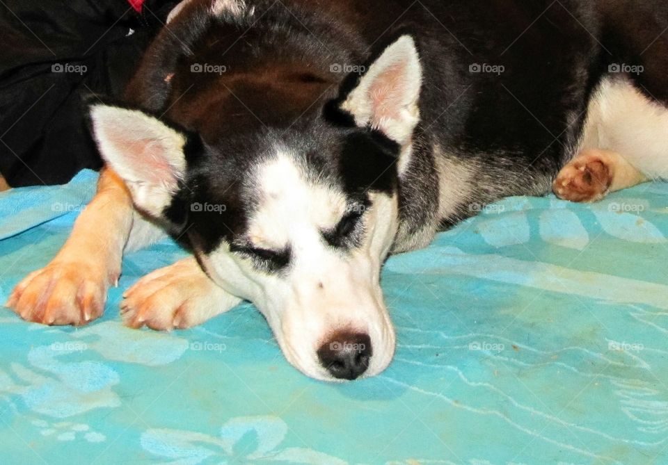 Sleepy Husky