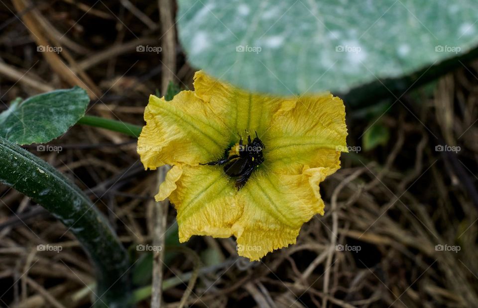 The Bombus atratus is a species of South American black bumble bee that plays an essential role in the pollination of the plants that are cultivated, as in this case the pumpkin squash.