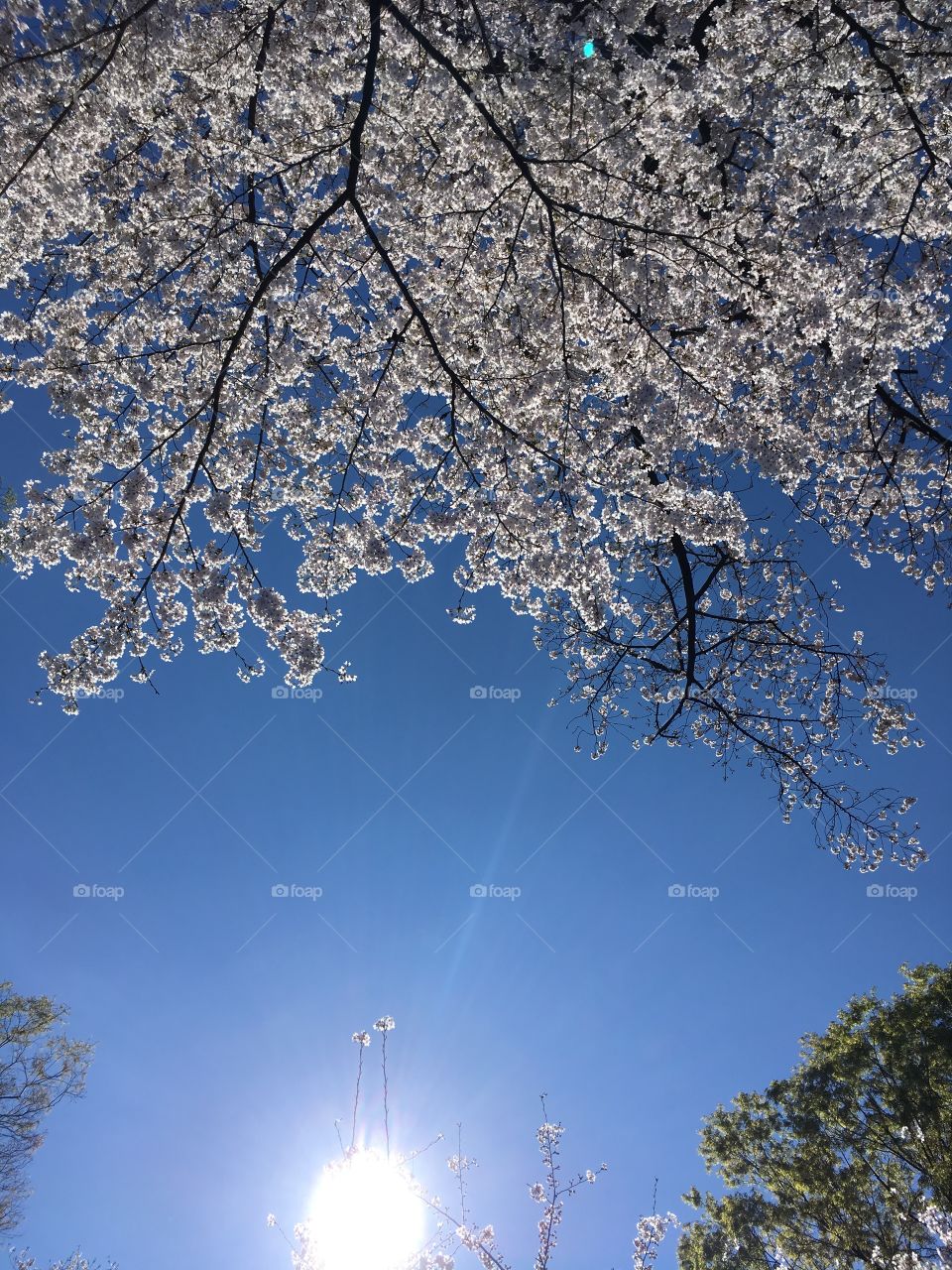 Sky & sakura