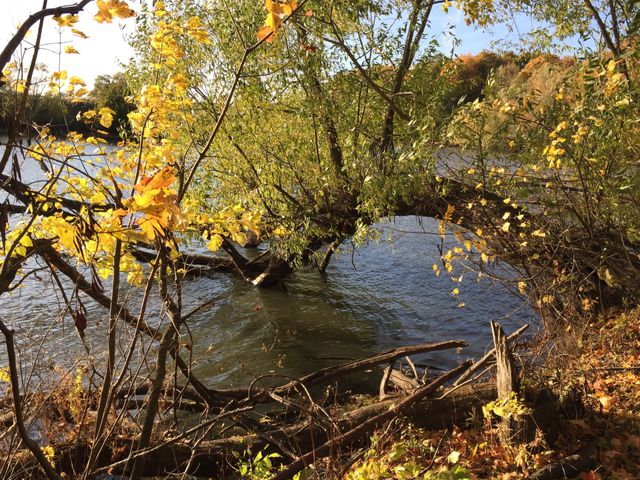 tree all in golden bright autumn foliage bent low above the water on a fine October day