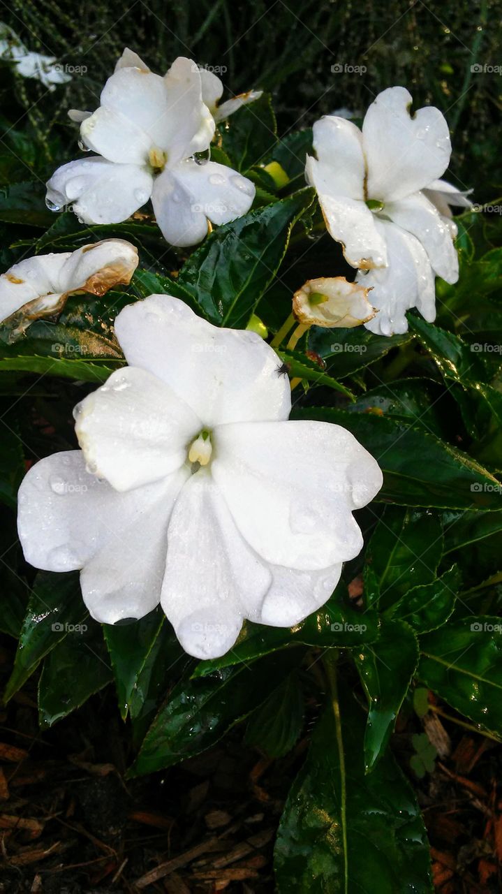 Flower, Nature, Flora, No Person, Leaf