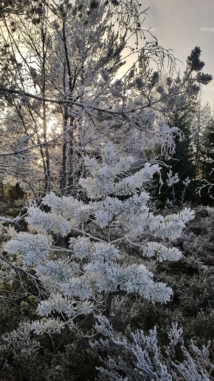 Frosty nature