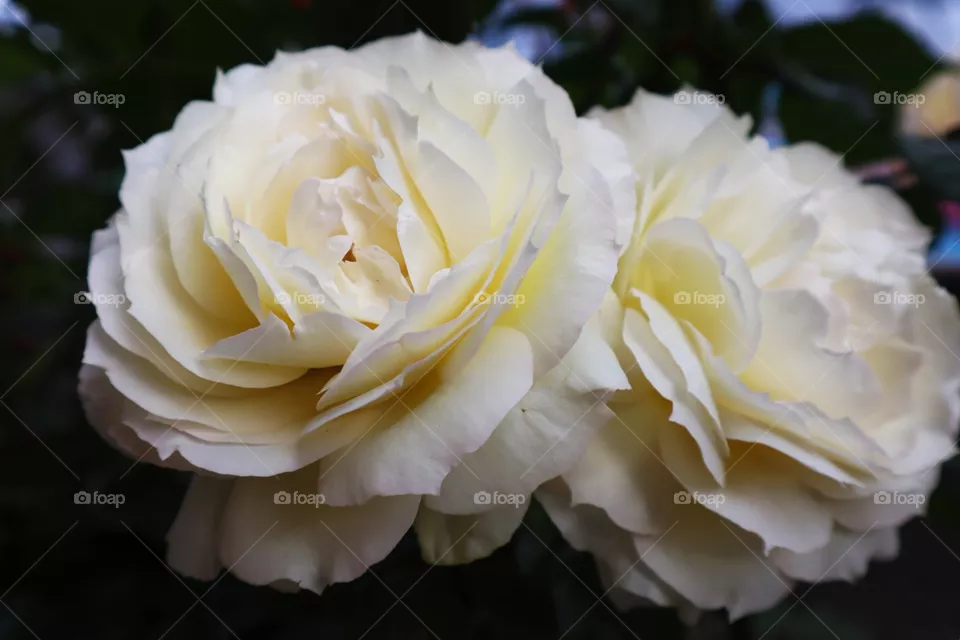 White beauty.