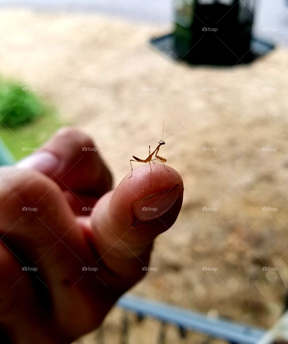A tiny baby praying mantis is posing on a fingertip while exploring its world.