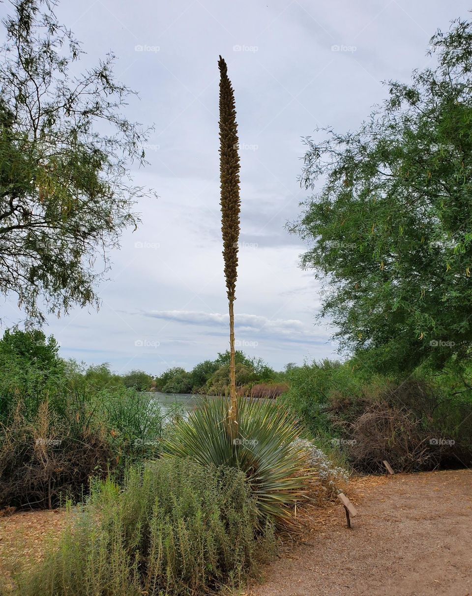 Desert Spoon Yucca Plant