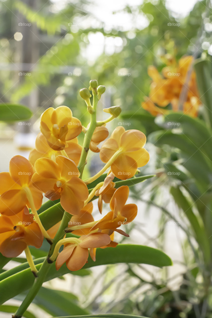 Beautiful Orange Orchid Background blurred leaves in the garden.