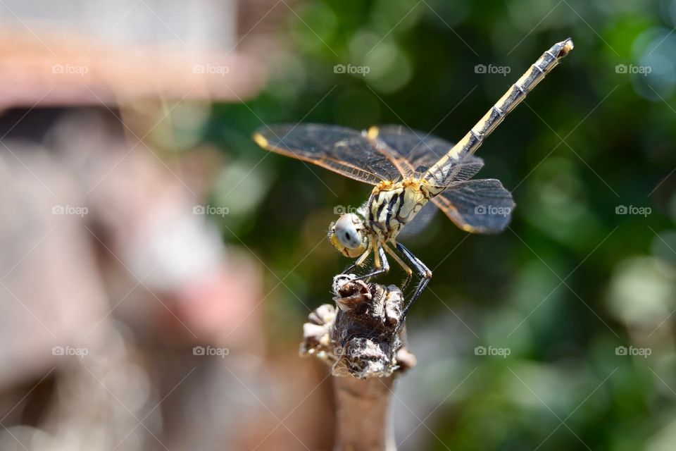 Dragonfly