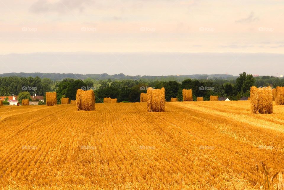 golden landscape