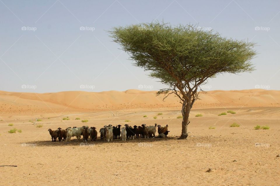Goats in the shade