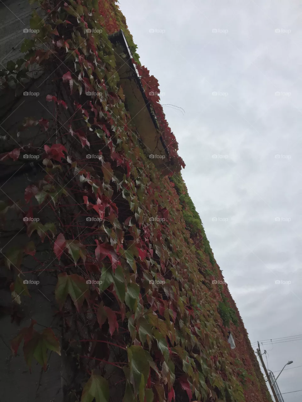Ivy