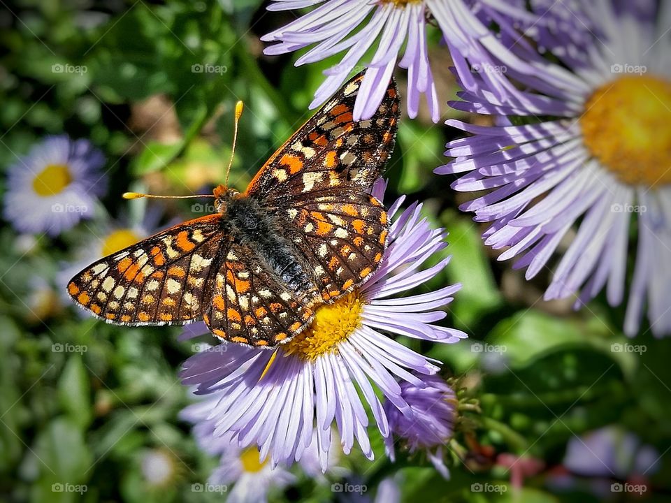 Butterfly and Flowers, taken on top of Signal Mountain, WY.