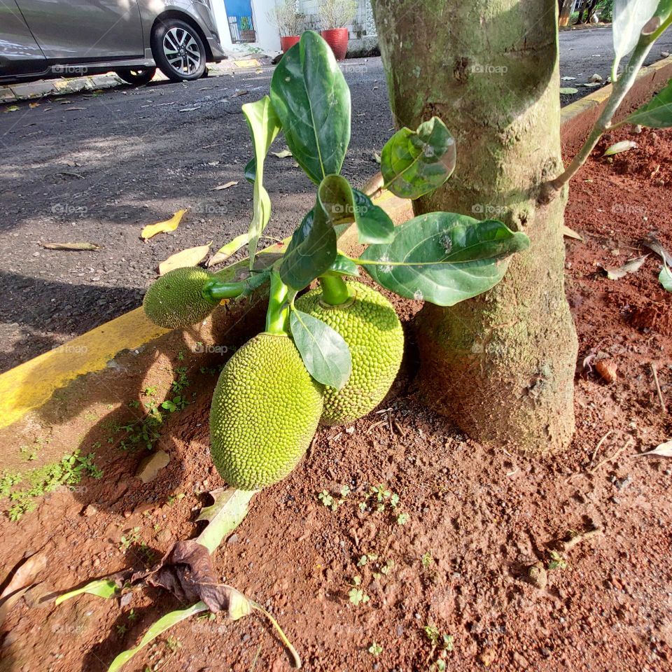 ripe jackfruit growing under the tree.  fruit hanging on the ground