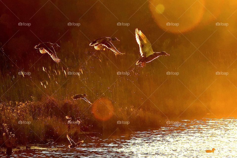 Ducks at sunset