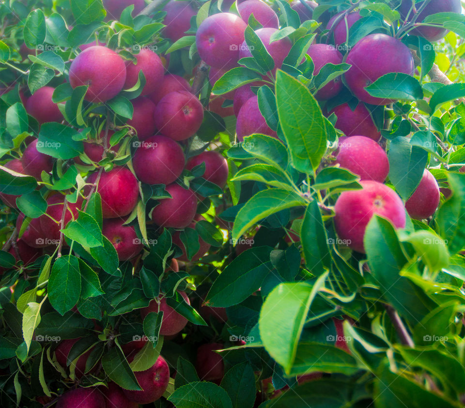 apple picking