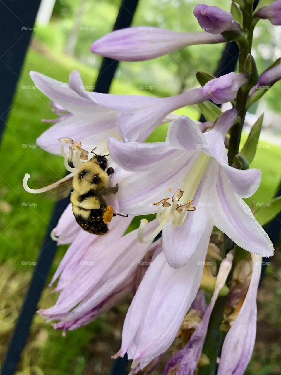 Don’t worry bee hosta flower backyard gardening plant nature shade bumblebee petals glimmer of happiness peaceful 