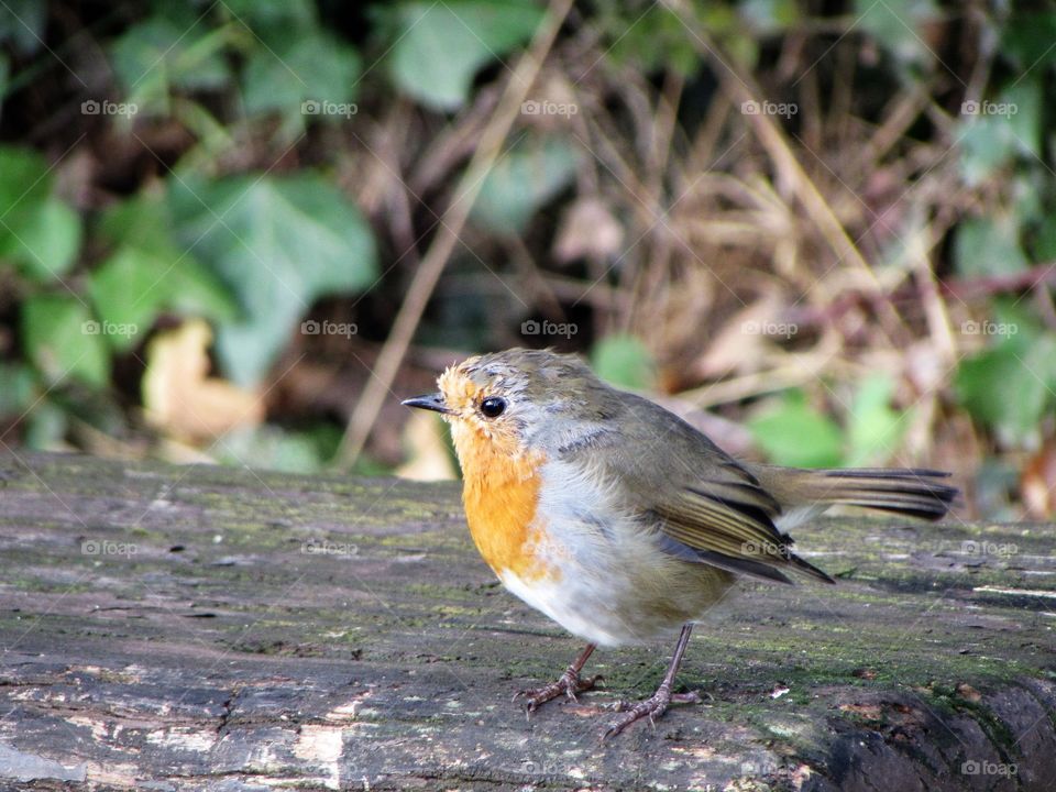 robin